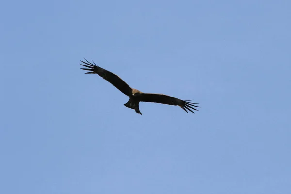 Eagle i flygningen på Hong Kong — Stockfoto