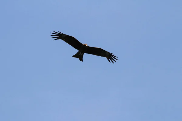 Adler im Flug am Hongkong — Stockfoto