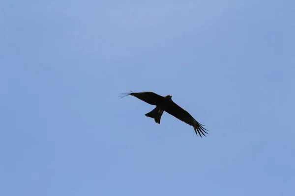 Adler im Flug am Hongkong — Stockfoto