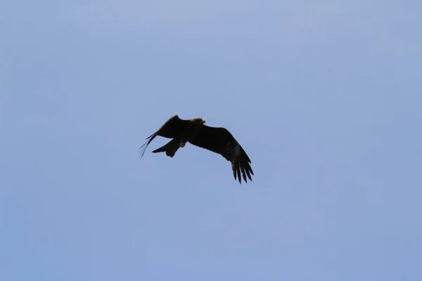 Adler im Flug am Hongkong — Stockfoto