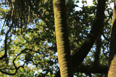  doğa bitkisi 28 Haziran 2014 at