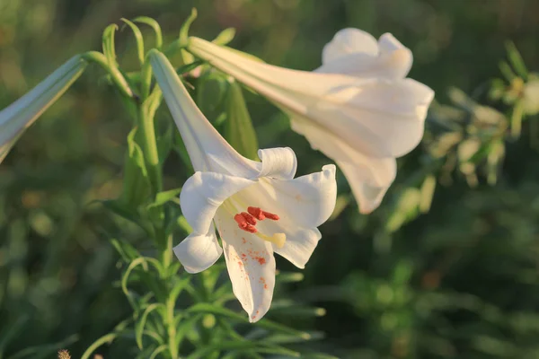 A White Lilium regale 28 junio 2014 —  Fotos de Stock