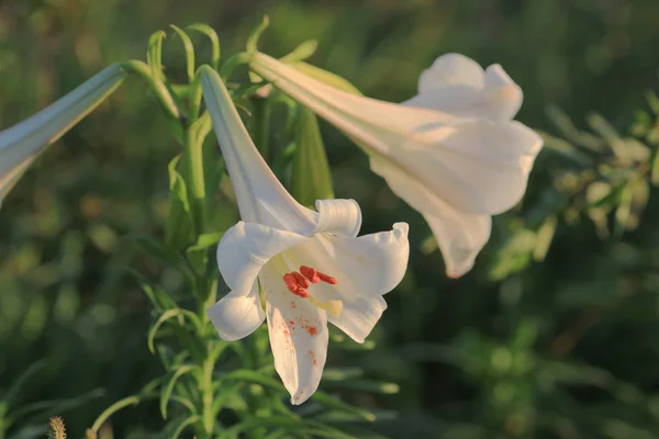 A White Lilium regale 28 junio 2014 —  Fotos de Stock