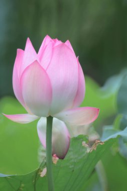  Güzel bir lotus çiçek, Pembe lotus