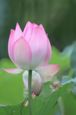  Güzel bir lotus çiçek, Pembe lotus