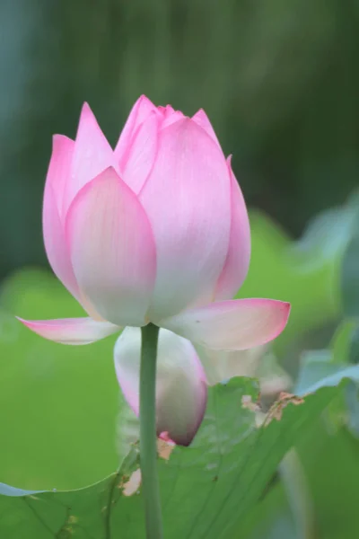 Прекрасный цветок лотоса, Розовый лотос — стоковое фото