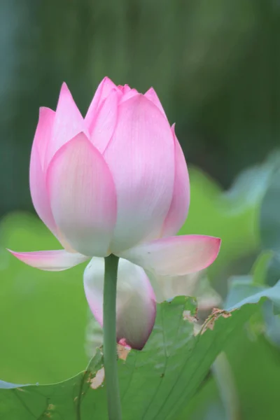 Una hermosa flor de loto, el loto rosa — Foto de Stock