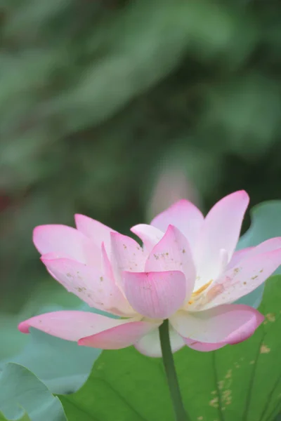 Egy gyönyörű lótusz virág, a Pink lótusz — Stock Fotó