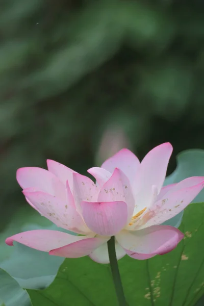 Una hermosa flor de loto, el loto rosa —  Fotos de Stock