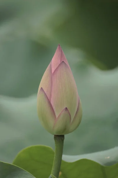 Een mooie Lotus bloem, de roze Lotus — Stockfoto