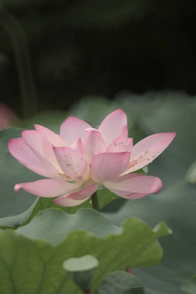 Uma bela flor de lótus, o lótus rosa — Fotografia de Stock