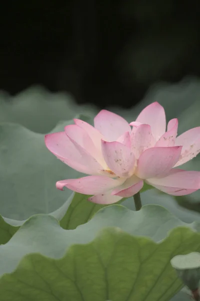 Une belle fleur de lotus, le lotus rose — Photo