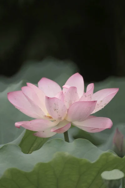 美しい蓮の花、ピンクの蓮 — ストック写真