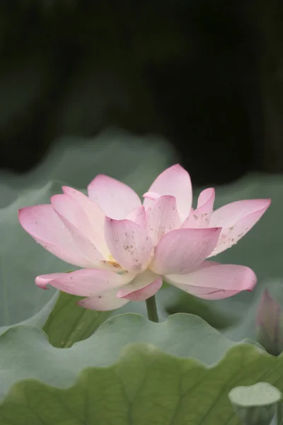 美丽的莲花，粉红的荷花 — 图库照片