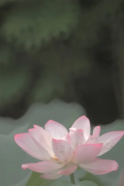 Une belle fleur de lotus, le lotus rose — Photo