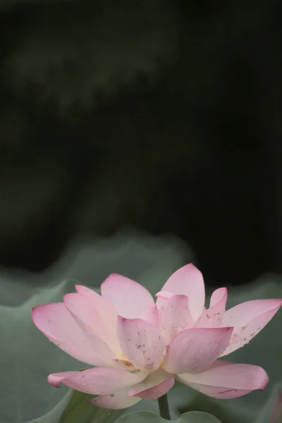 Een mooie Lotus bloem, de roze Lotus — Stockfoto