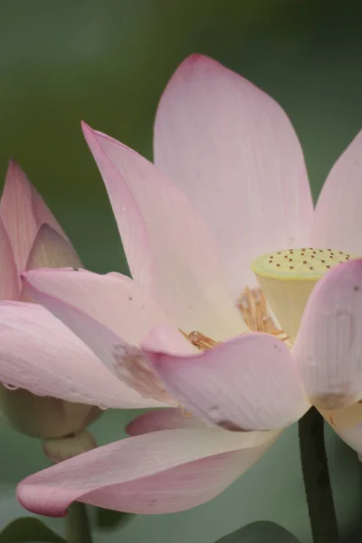 Прекрасный цветок лотоса, Розовый лотос — стоковое фото