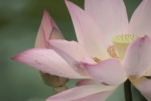 En vacker lotusblomma, den rosa Lotus — Stockfoto