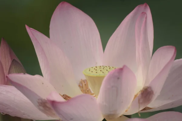 En vacker lotusblomma, den rosa Lotus — Stockfoto