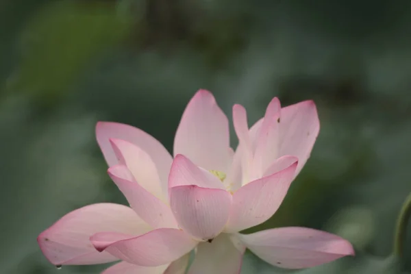 Een mooie Lotus bloem, de roze Lotus — Stockfoto