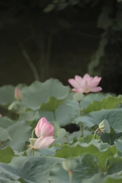 Krásný Lotosový květ, Růžový lotos — Stock fotografie