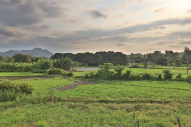 12 Mayıs 2019 Ho Sheung Heung çiftliği