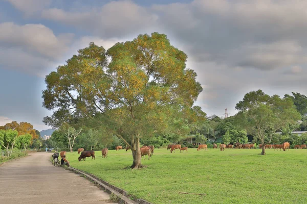 วัวที่เชียงชู 12 พฤษภาคม 2019 — ภาพถ่ายสต็อก