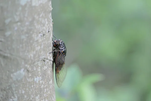 Cicada insect on the tree. — Stock Photo, Image