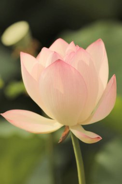 Lotus çiçeği ve lotus çiçek bitki