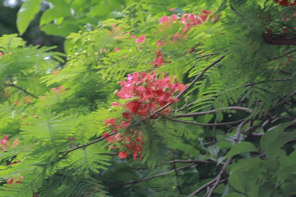 Die Blume oder Pflanzen aus nächster Nähe hk — Stockfoto