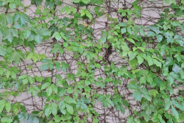 Ortak rustik görünümlü duvar tırmanma Ivy