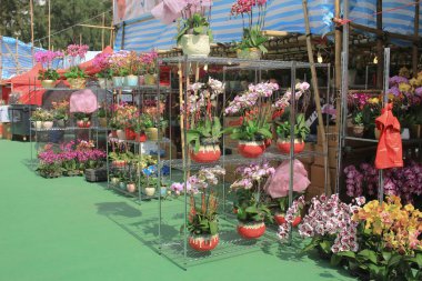 Ay yeni yıl kwun tong adil 