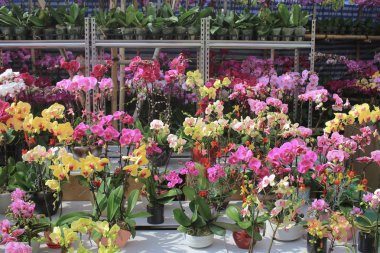 Ay yeni yıl kwun tong adil 