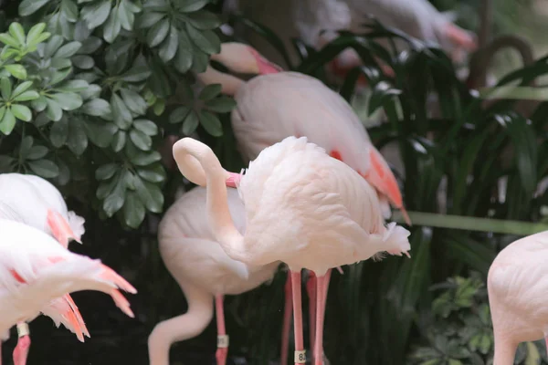 Groep roze flamingo's jacht in de vijver, Hong Kong, — Stockfoto