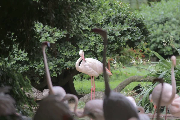 Havuzda avcılık pembe flamingolar grubu, Hong Kong, — Stok fotoğraf