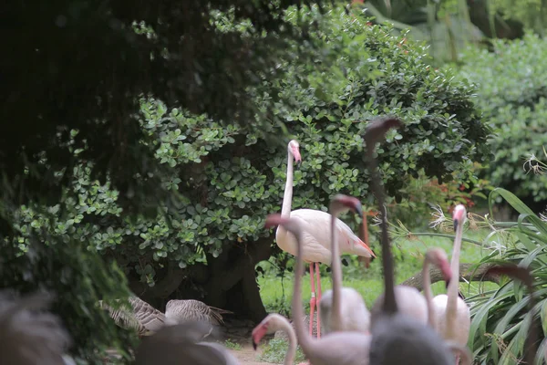 Grupo de flamingos rosa caça na lagoa, Hong Kong , — Fotografia de Stock