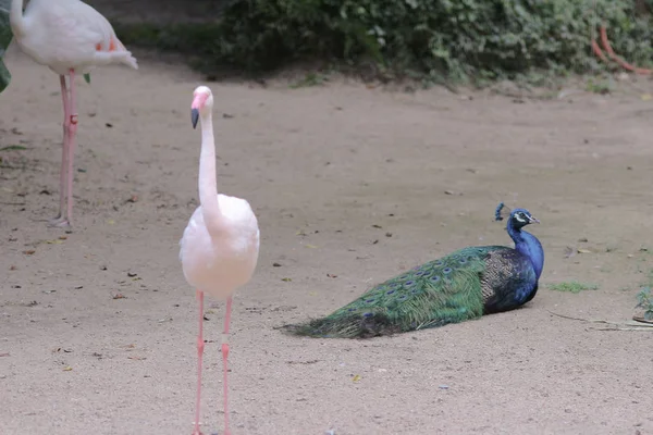 Havuzda avcılık pembe flamingolar grubu, Hong Kong, — Stok fotoğraf