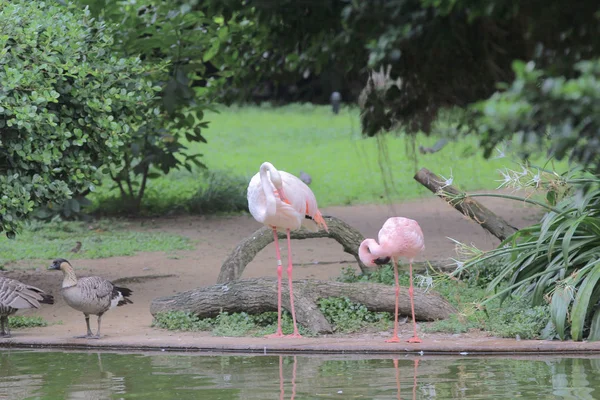 Grupo de flamingos rosa caça na lagoa, Hong Kong , — Fotografia de Stock