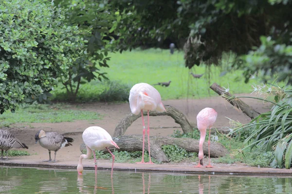 Havuzda avcılık pembe flamingolar grubu, Hong Kong, — Stok fotoğraf