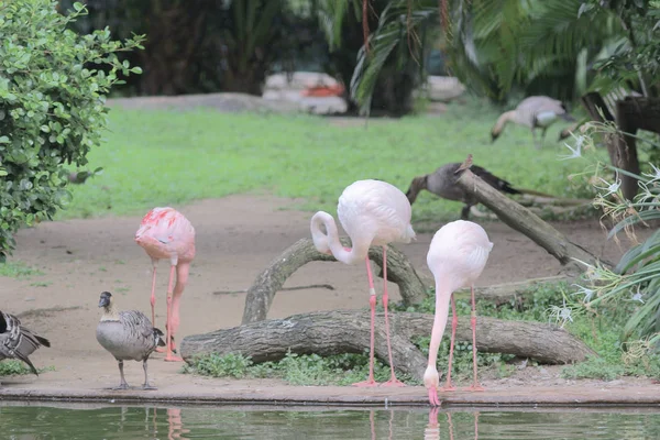 Grupo de flamingos rosa caça na lagoa, Hong Kong , — Fotografia de Stock