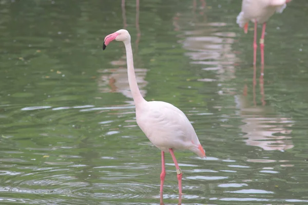 Grupo de flamingos rosa caça na lagoa, Hong Kong , — Fotografia de Stock