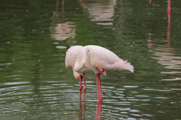 Grupo de flamingos rosa caça na lagoa, Hong Kong , — Fotografia de Stock