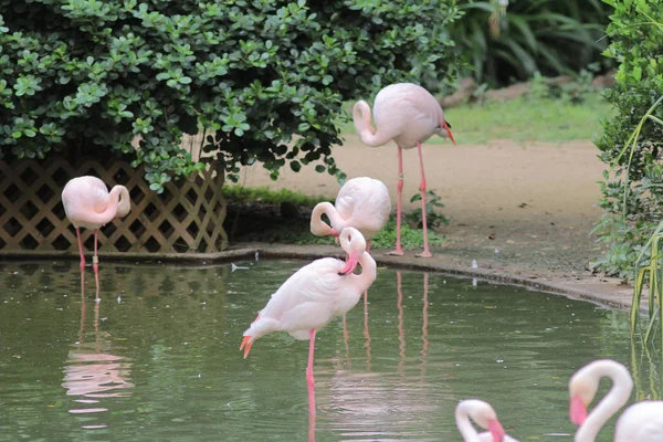 Group of pink flamingos hunting in the pond, Hong Kong, — Stock Photo, Image