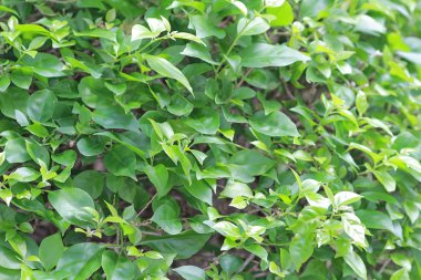 çiçek veya hk yakından bitkilerin