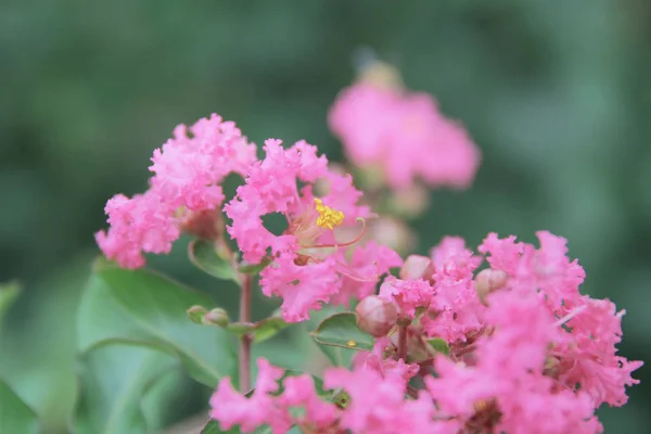 Belle fleur dans la nature — Photo