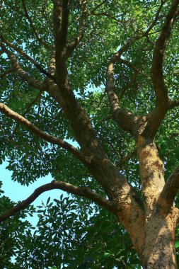 1 Jan 2009 MacLeod hortum kuyruk Hong Kong