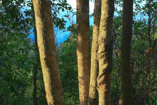 1 Янв 2009 maclehose Хвост Гонконг — стоковое фото