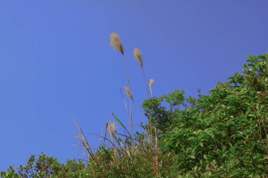 1 Jan 2009 MacLeod hortum kuyruk Hong Kong