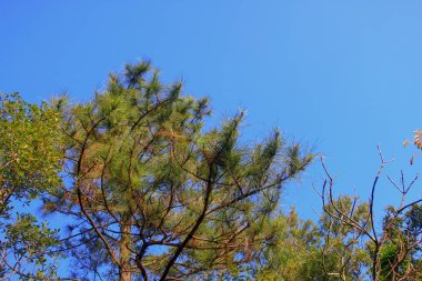 18 Jan 2009 MacLeod Hose Trail Hong Kong