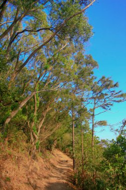 18 Jan 2009 MacLeod Hose Trail Hong Kong